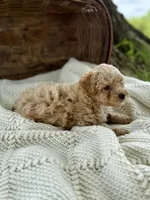 Miles, a male Cavapoo for sale in Seymour, MO – 4 of 4