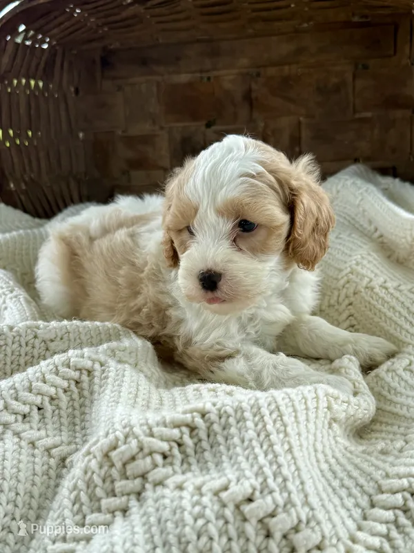 Max – Cavapoo puppy for sale in Seymour, MO
