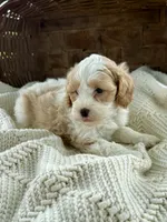 Max, a male Cavapoo for sale in Seymour, MO – 1 of 3