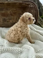 Miles, a male Cavapoo for sale in Seymour, MO – 3 of 4