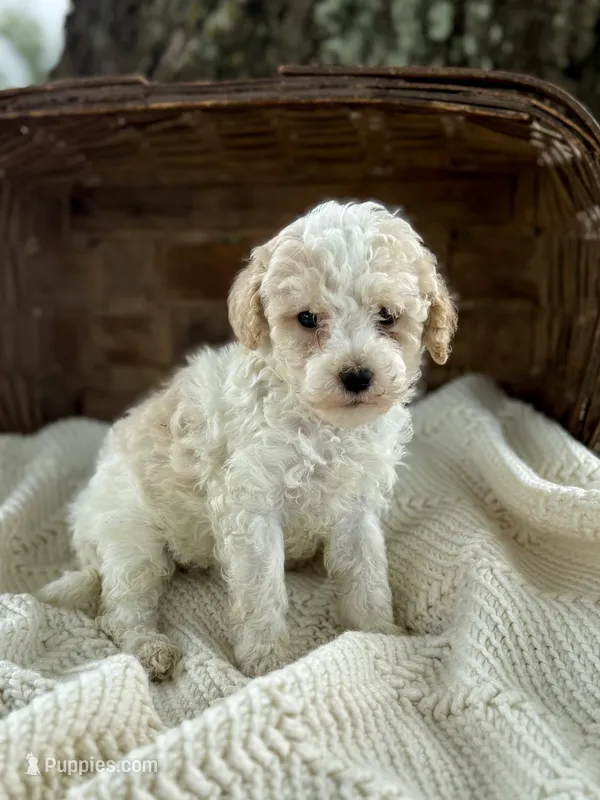 Mila – Cavapoo puppy for sale in Seymour, MO