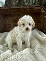 Mila, a female Cavapoo for sale in Seymour, MO – 1 of 5