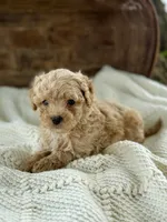 Miles, a male Cavapoo for sale in Seymour, MO – 1 of 4