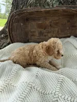 Marla, a female Cavapoo for sale in Seymour, MO – 2 of 3