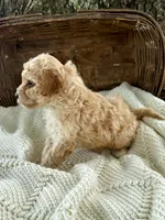 Millie, a female Cavapoo for sale in Seymour, MO – 5 of 5