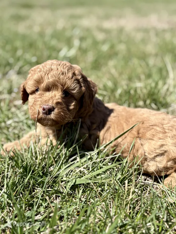 Mike – Cavapoo puppy for sale in Seymour, MO