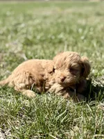 Mike, a male Cavapoo for sale in Seymour, MO – Photo 2 of 2