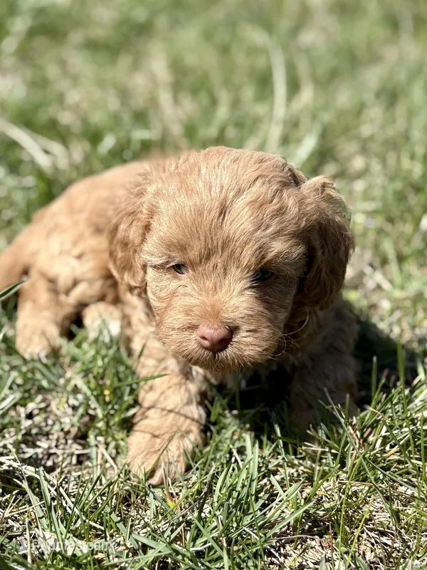 Mike – Cavapoo puppy for sale in Seymour, MO