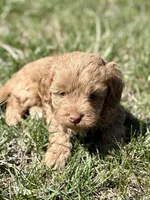 Mike, a male Cavapoo for sale in Seymour, MO – Photo 1 of 2