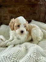 Max, a male Cavapoo for sale in Seymour, MO – 2 of 3