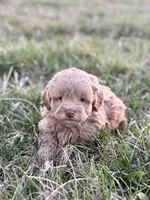 Luna, a female Miniature Goldendoodle for sale in Seymour, MO – Photo 1 of 3