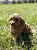 Maverick , a male Cavapoo for sale in Seymour, MO – Photo 4 of 4