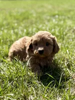 Maverick , a male Cavapoo for sale in Seymour, MO – Photo 2 of 4