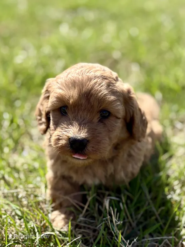 Maverick  – Cavapoo puppy for sale in Seymour, MO