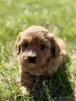 Maverick , a male Cavapoo for sale in Seymour, MO – Photo 1 of 4