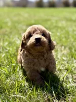 Maverick , a male Cavapoo for sale in Seymour, MO – Photo 3 of 4