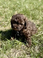 Mia , a female Cavapoo for sale in Seymour, MO – Photo 2 of 4