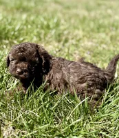 Mia , a female Cavapoo for sale in Seymour, MO – Photo 1 of 4