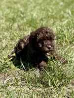 Mia , a female Cavapoo for sale in Seymour, MO – Photo 4 of 4