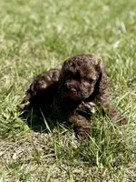 Mia , a female Cavapoo for sale in Seymour, MO – Photo 3 of 4