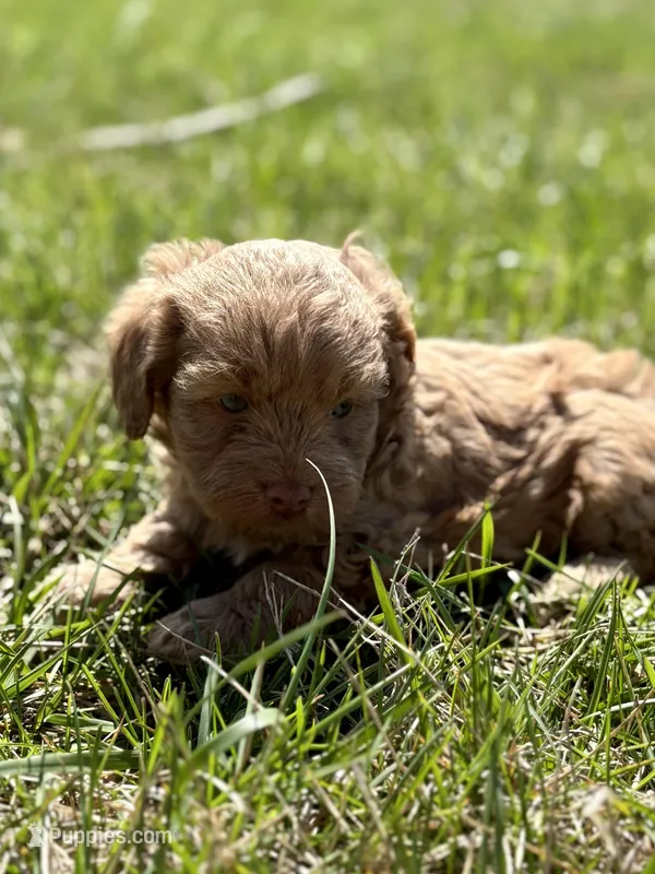 Marla – Cavapoo puppy for sale in Seymour, MO