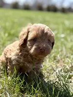 Marla, a female Cavapoo for sale in Seymour, MO – Photo 2 of 2