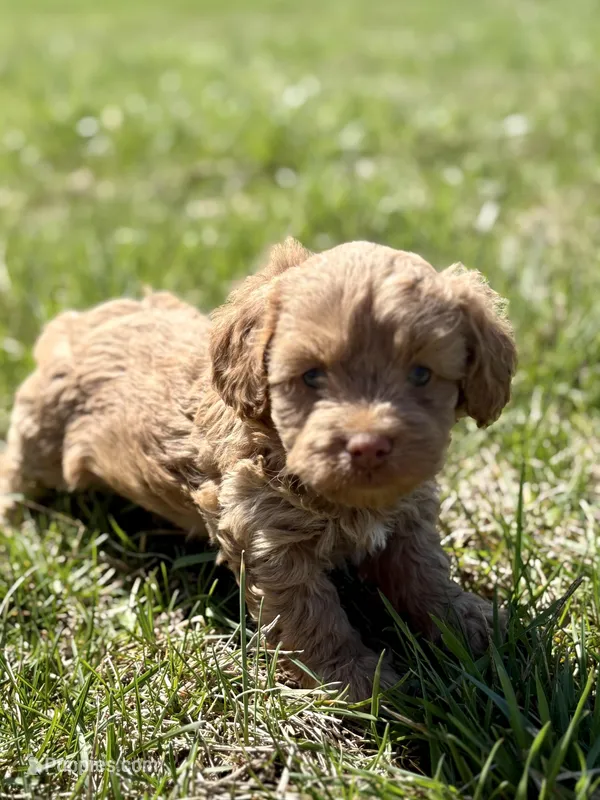 Marla – Cavapoo puppy for sale in Seymour, MO