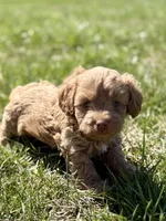 Marla, a female Cavapoo for sale in Seymour, MO – Photo 1 of 2