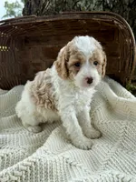 Mitch, a male Cavapoo for sale in Seymour, MO – 4 of 4