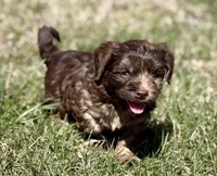 Millie, a female Cavapoo for sale in Seymour, MO – Photo 1 of 4