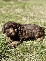 Millie, a female Cavapoo for sale in Seymour, MO – Photo 3 of 4