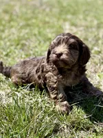 Millie, a female Cavapoo for sale in Seymour, MO – Photo 4 of 4