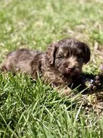 Millie, a female Cavapoo for sale in Seymour, MO – Photo 2 of 4