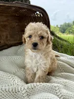 Millie, a female Cavapoo for sale in Seymour, MO – 2 of 5