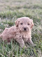 Lily, a female Miniature Goldendoodle for sale in Seymour, MO – Photo 1 of 2