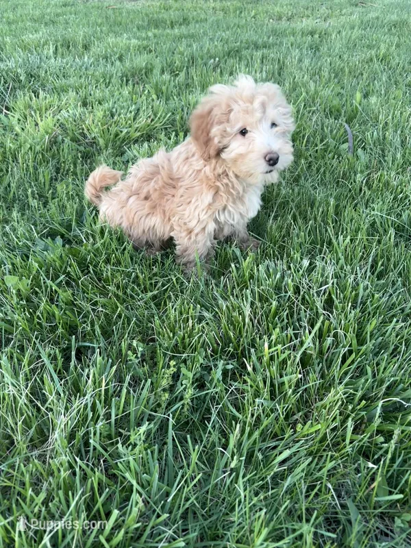 Lily – Miniature Goldendoodle puppy for sale in Seymour, MO