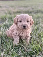 Lily, a female Miniature Goldendoodle for sale in Seymour, MO – Photo 2 of 2