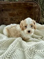 Max, a male Cavapoo for sale in Seymour, MO – 3 of 3