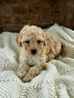 Millie, a female Cavapoo for sale in Seymour, MO – 4 of 5