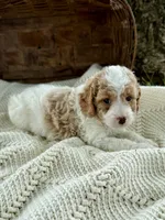 Mitch, a male Cavapoo for sale in Seymour, MO – 3 of 4