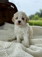Mila, a female Cavapoo for sale in Seymour, MO – 2 of 5