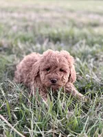 Lola, a female Miniature Goldendoodle for sale in Seymour, MO – Photo 2 of 3