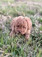 Lola, a female Miniature Goldendoodle for sale in Seymour, MO – Photo 3 of 3