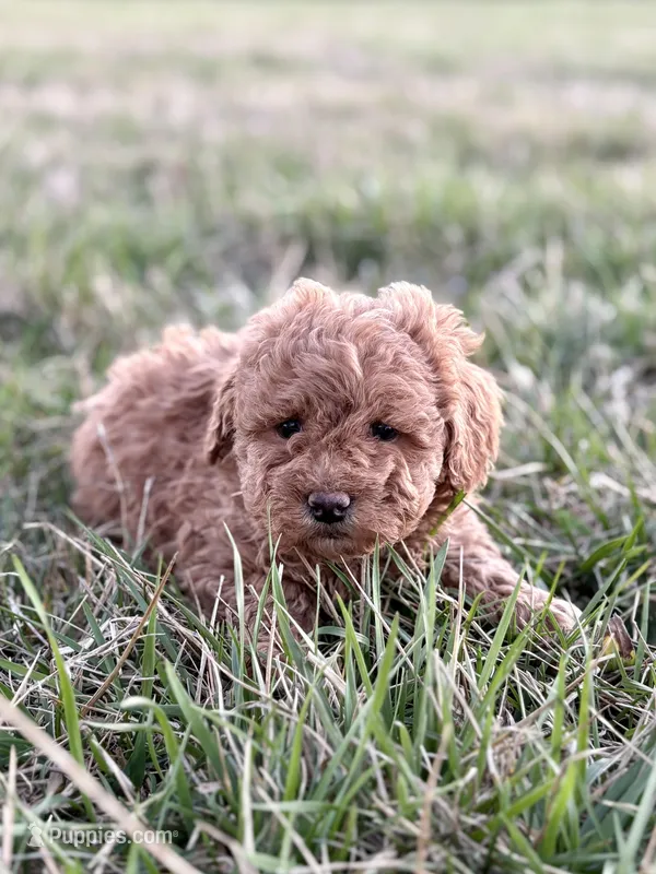 Lola – Miniature Goldendoodle puppy for sale in Seymour, MO