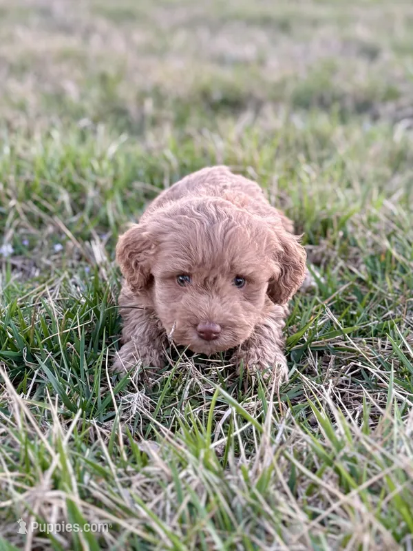 Lucy – Miniature Goldendoodle puppy for sale in Seymour, MO