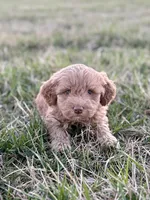 Lucy, a female Miniature Goldendoodle for sale in Seymour, MO – Photo 2 of 3