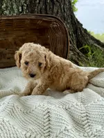Marla, a female Cavapoo for sale in Seymour, MO – 3 of 3