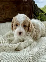 Mitch, a male Cavapoo for sale in Seymour, MO – 1 of 4