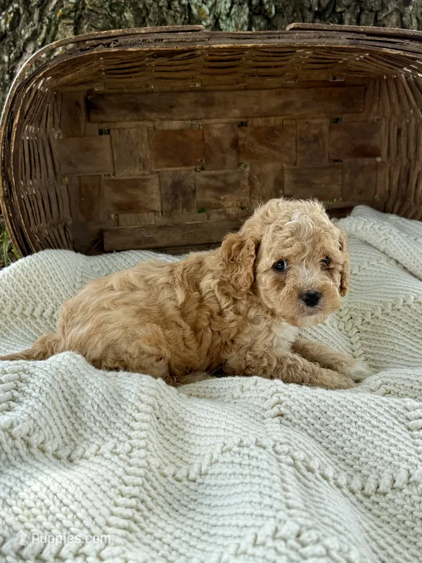 Marla – Cavapoo puppy for sale in Seymour, MO