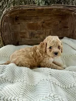 Marla, a female Cavapoo for sale in Seymour, MO – 1 of 3